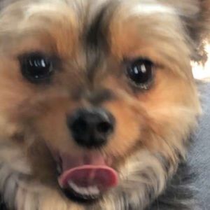 Meet your Posher, Morgan